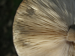 Melanoleuca fusca