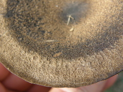 Melanoleuca fusca