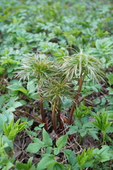 Paeonia anomala