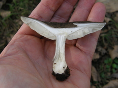 Melanoleuca fusca