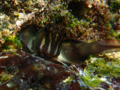 Ophioblennius steindachneri