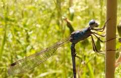 Indolestes peregrinus