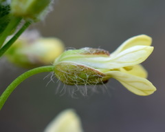 Camelina rumelica