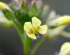 Camelina rumelica