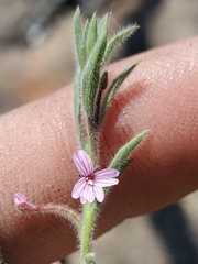 Epilobium torreyi