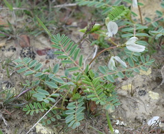 Astragalus guttatus