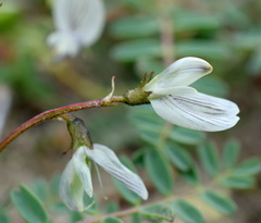 Astragalus guttatus