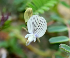 Astragalus guttatus