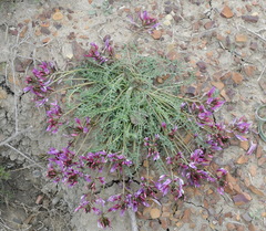 Astragalus suprapilosus