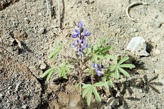 Lupinus pusillus