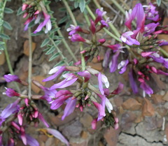 Astragalus suprapilosus