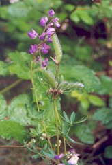 Lupinus rivularis