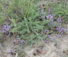 Astragalus suprapilosus