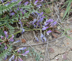 Astragalus suprapilosus