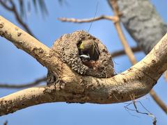 Megarynchus pitangua