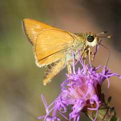 Hesperia meskei