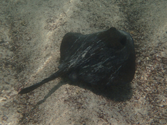 Hypanus dipterurus