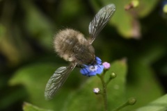 Bombylius cinerascens