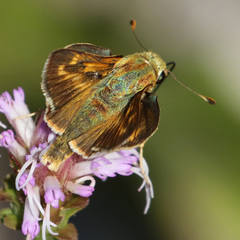 Hesperia meskei