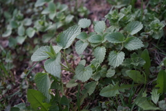 Lamium album