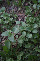 Lamium album