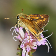Hesperia meskei
