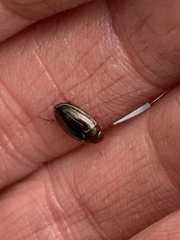 Agabus disintegratus