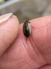 Agabus disintegratus