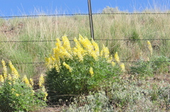 Lupinus sulphureus