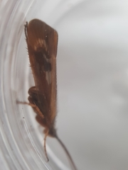 Limnephilus auricula