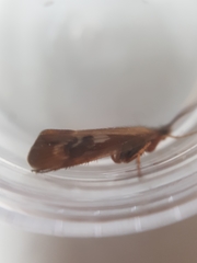 Limnephilus auricula