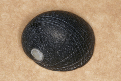Nerita melanotragus image