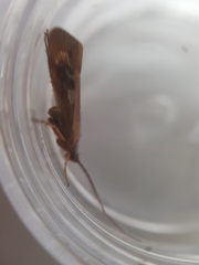 Limnephilus auricula