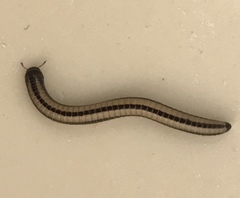 Spirobolellus immigrans