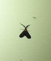 Pollanisus trimacula