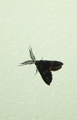 Pollanisus trimacula