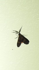 Pollanisus trimacula