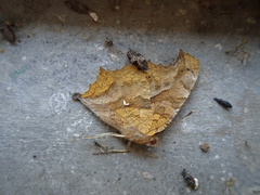 Polygonia c-aureum lunulata