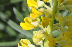 Lupinus sulphureus