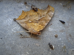 Polygonia c-aureum lunulata