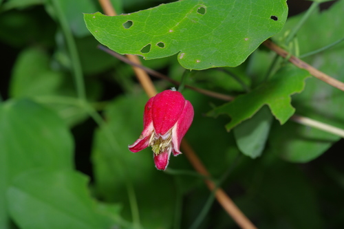 Clematis texensis