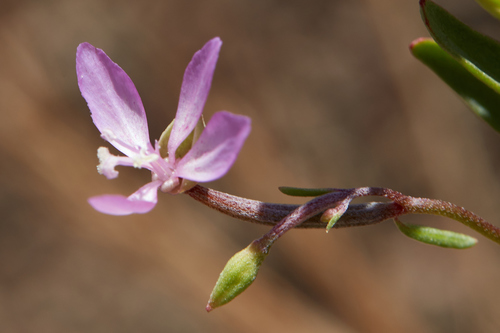 Waltham Creek clarkia (Clarkia modesta)