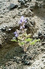 Lupinus pusillus