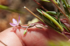 Clarkia modesta
