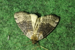Tetheella fluctuosa