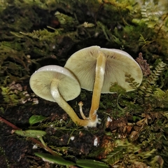 Hypholoma subviride
