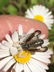 Dorycera grandis