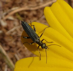 Oedemera