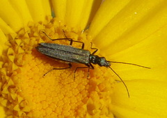 Oedemera