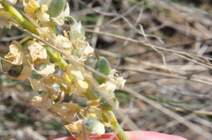 Lupinus sulphureus
